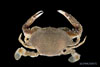 Arenaeus cribrarius - speckled swimming crab, SEAMAP collections